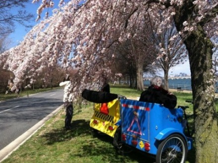 Cherry Blossom Tours by Nonpartisan Pedicab