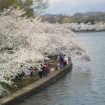How to see the Cherry Blossoms in Washington DC