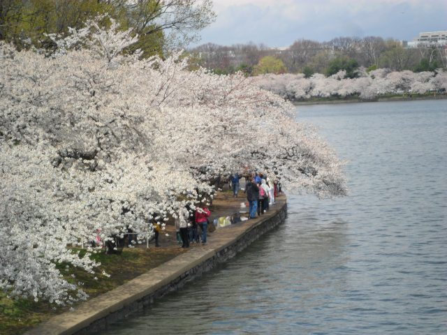 How to see the Cherry Blossoms in Washington DC