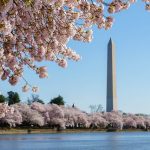 How to see the Cherry Blossoms in Washington DC in 2023