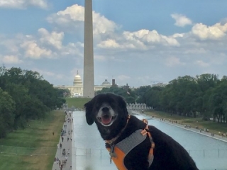 Dog Enjoys the Lincoln Memorial Dog Friendly Tours at the Lincoln Memorial