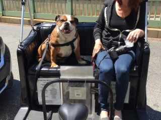 Dog Friendly Tours of Washington DC Dog Friendly Tours of Washington DC