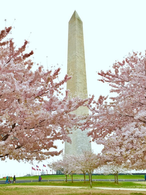 cherry blossom tour