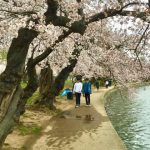 cherry blossom tour