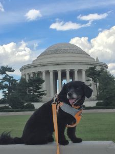 Dog Friendly Tours of Washington DC