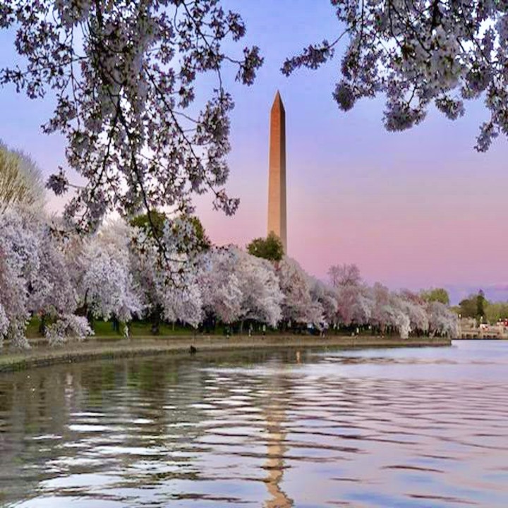 Guided cherry blossom tour during peak bloom near the Tidal Basin in Washington DC